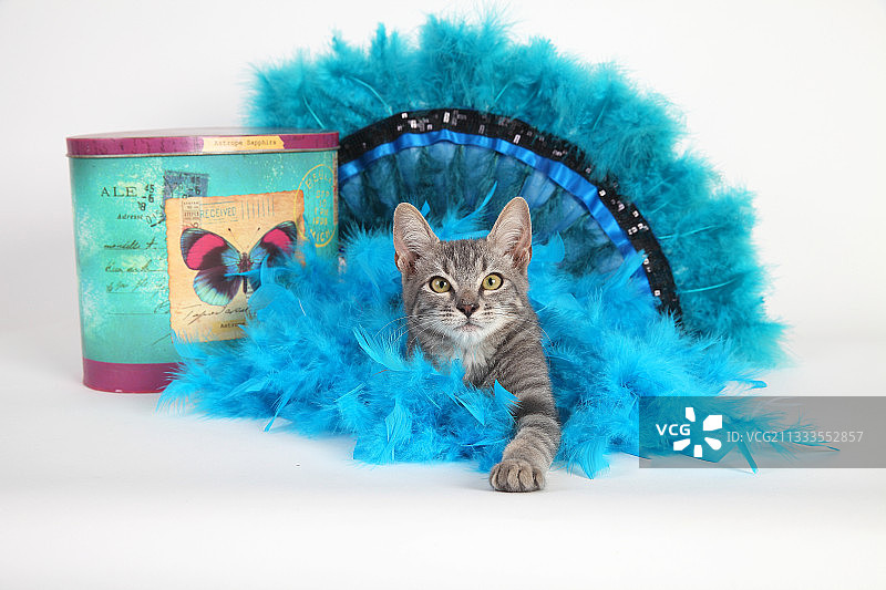 小猫坐在白色背景的蓝色羽毛花环上图片素材