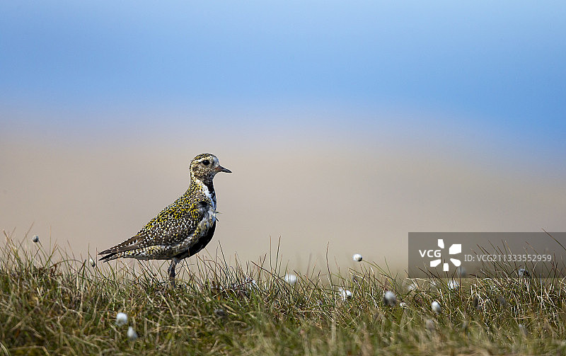 金鸻站在设得兰群岛的棉草丛中（春天）图片素材
