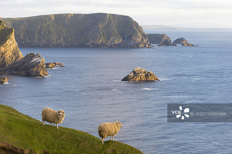 绵羊，赫曼内斯，设得兰群岛，春天图片素材