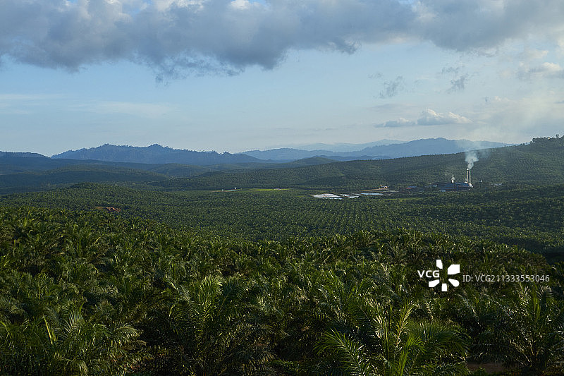 油棕榈种植与森林砍伐景观，马来西亚婆罗洲图片素材
