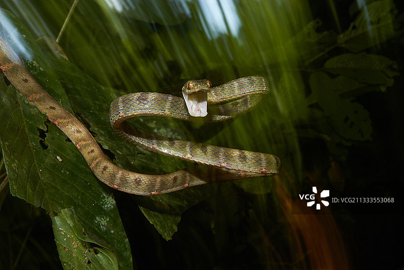 白斑猫蛇攻击，位于马来西亚沙巴州婆罗洲达南谷图片素材