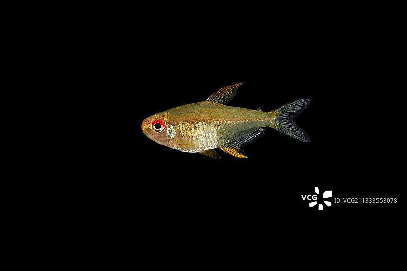 黑色背景上的柠檬提灯鱼图片素材