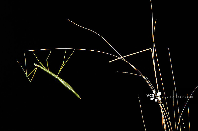 马塞蒂皮纳克利竹节虫，法国奥克西塔尼蒙彼利埃图片素材