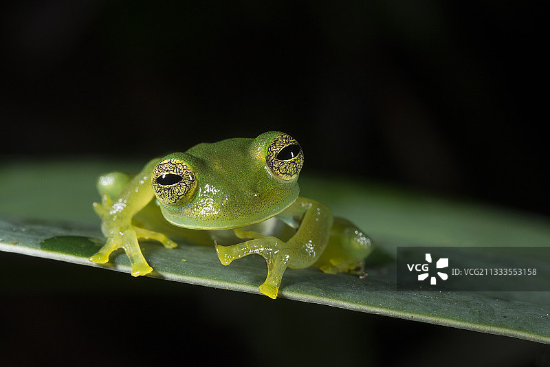 奥马尔·托里霍斯国家公园的翡翠玻璃蛙雄性肖像，巴拿马图片素材