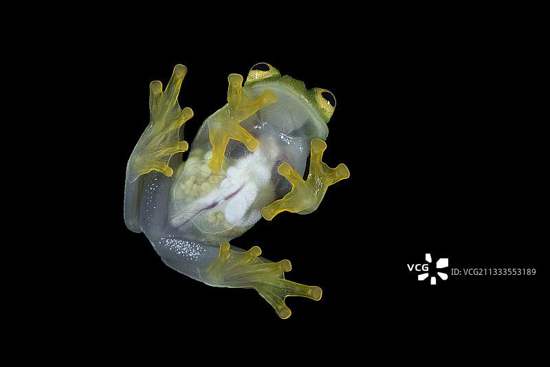 格拉维德雌性弗莱施曼玻璃蛙腹视图 - 危地马拉图片素材