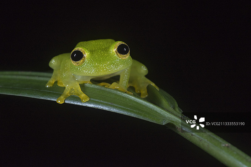 危地马拉弗莱施曼玻璃蛙肖像图片素材