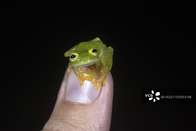 危地马拉男子拇指上的弗莱士曼玻璃蛙图片素材