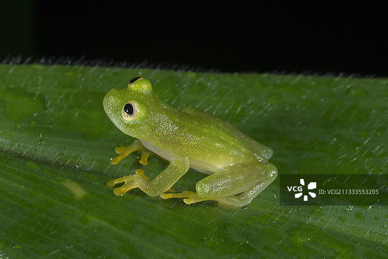 危地马拉的玻璃蛙与闭鞘姜叶图片素材