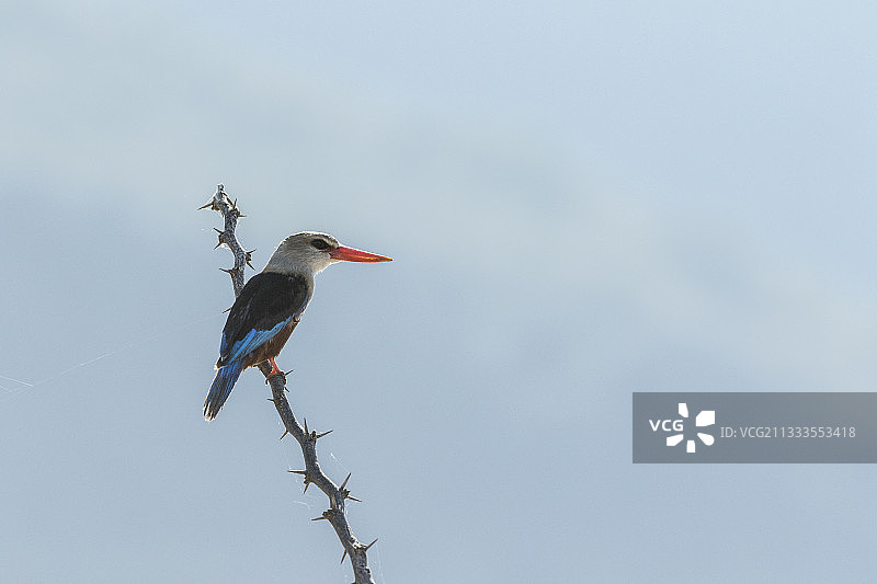 肯尼亚博戈里亚湖自然保护区，灰头翠鸟枝头栖息图片素材