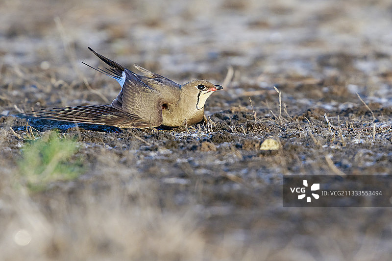 罗马尼亚锡诺埃泻湖中的领鸻图片素材