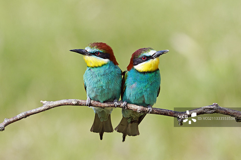 罗马尼亚锡诺伊泻湖树枝上的欧洲蜂虎图片素材