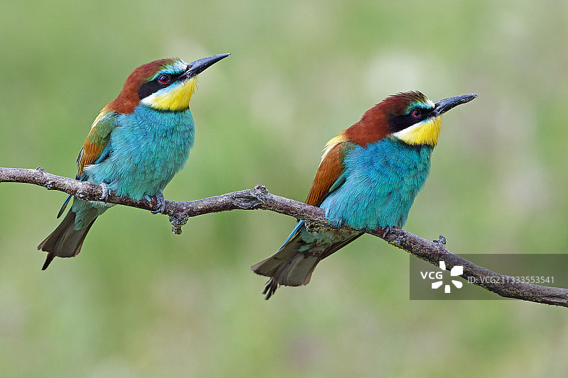 罗马尼亚锡诺伊泻湖树枝上的欧洲蜂虎图片素材