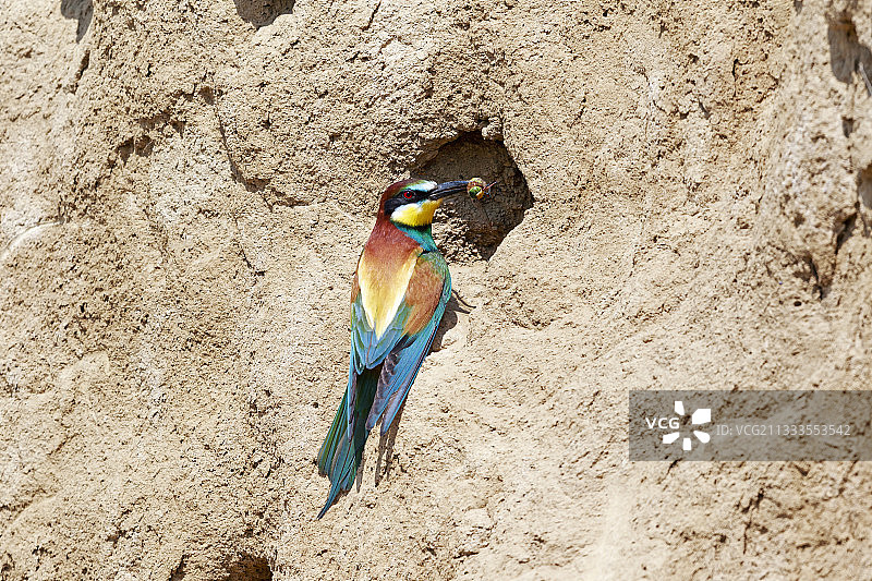 雄性欧洲蜂虎带回一只昆虫，罗马锡诺泻湖图片素材