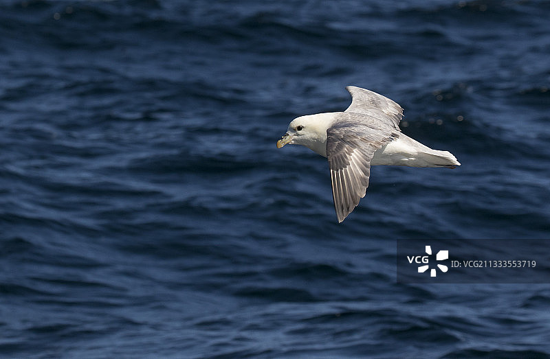海燕在设得兰群岛上空飞行图片素材