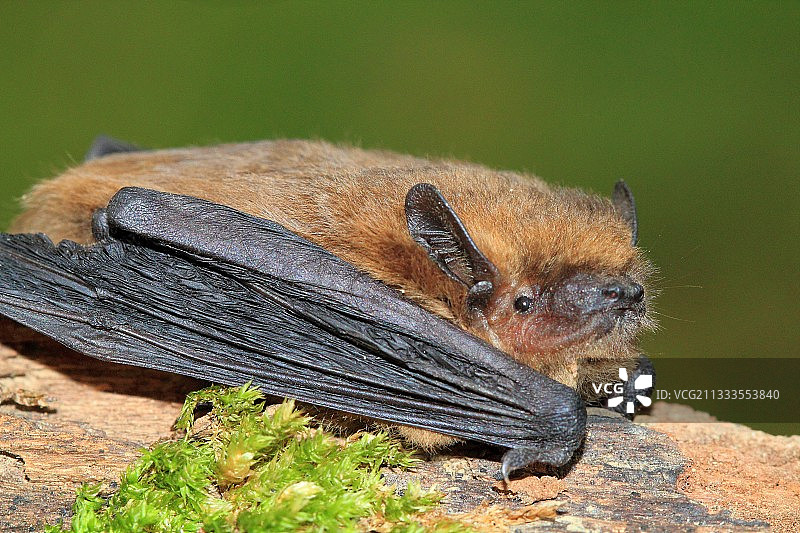 岩石上的索普拉诺蝙蝠图片素材