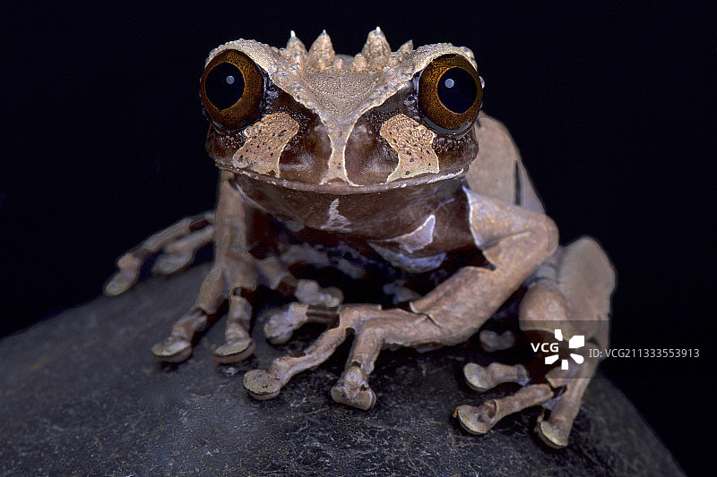 带刺头树蛙图片素材