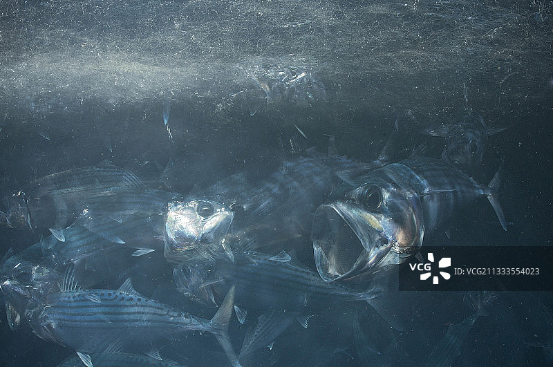 印度鲭鱼，斐济，南太平洋图片素材