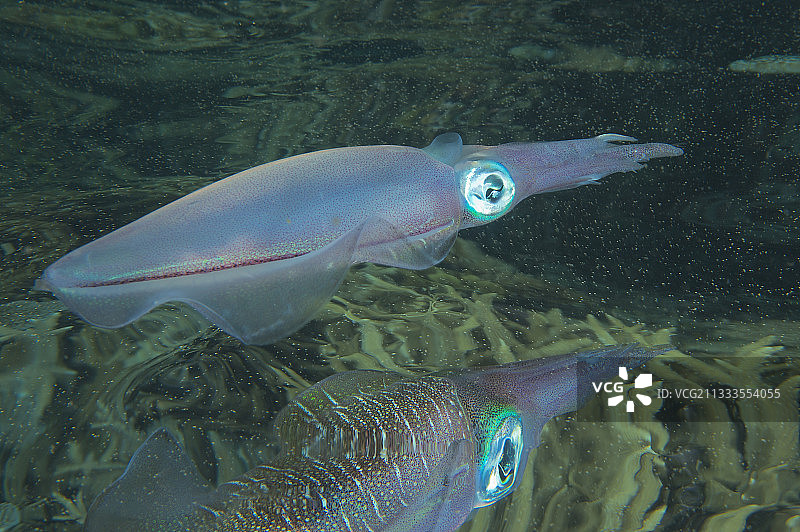 莱氏拟乌贼，斐济，南太平洋图片素材