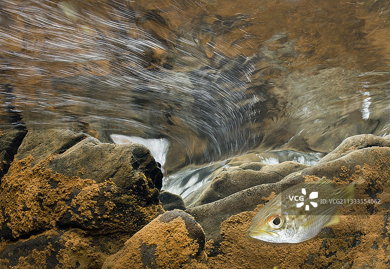 罗氏鱵，南太平洋，新喀里多尼亚图片素材