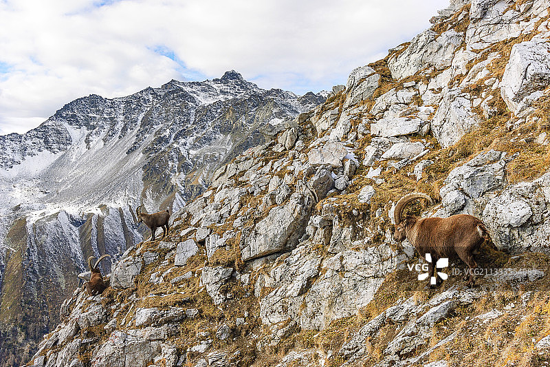 瓦努瓦兹国家公园阿尔卑斯山秋季野山羊图片素材