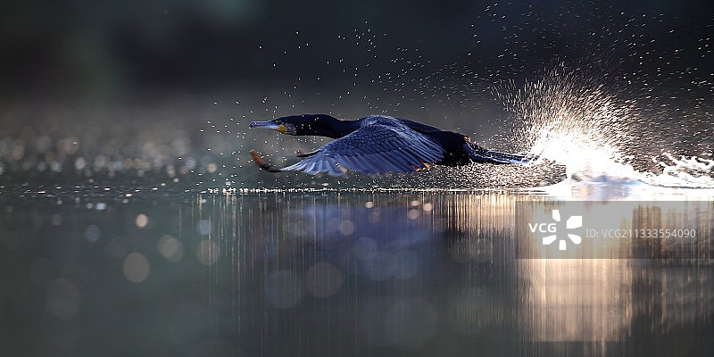 从水面飞起的大鸬鹚图片素材