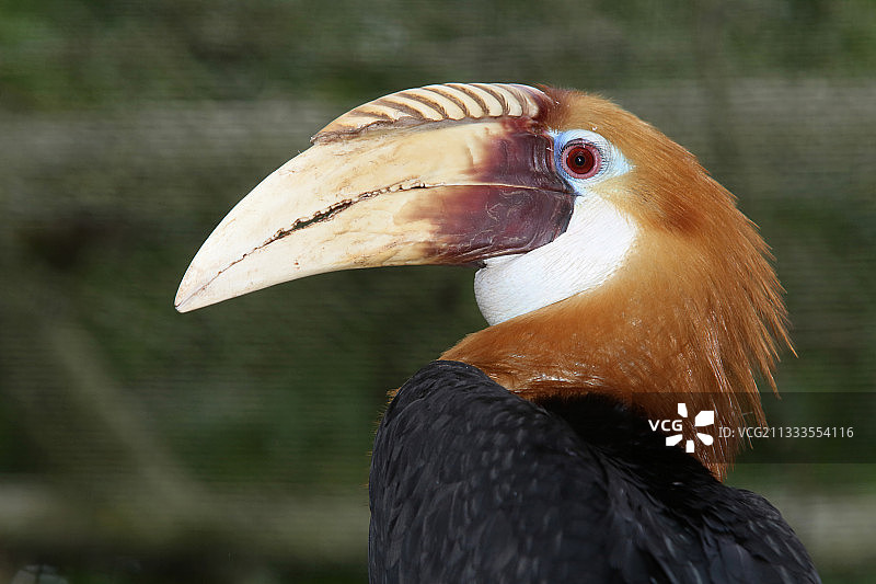 巴布亚犀鸟肖像图片素材