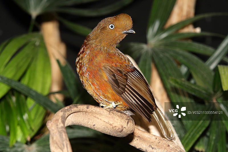 安第斯动冠伞鸟（雌性）在树枝上图片素材