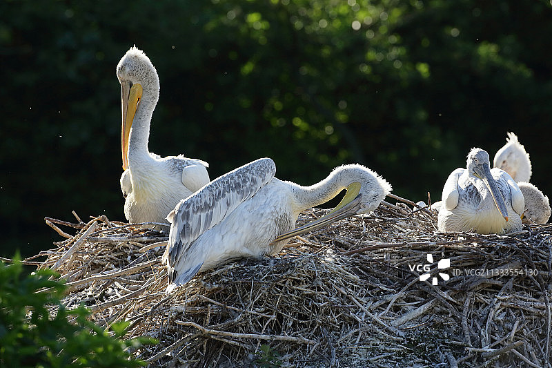 巢穴中的卷羽鹈鹕图片素材