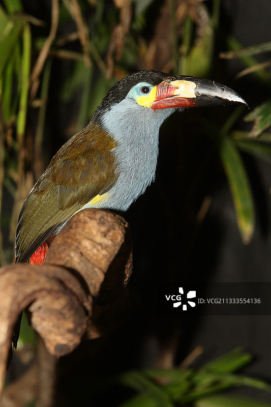 树枝上的板嘴山巨嘴鸟图片素材