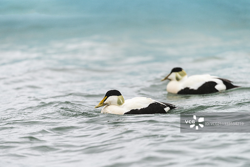 普通绒鸭 (Somateria mollissima borealis)，冰岛瓦特纳冰川冰河湖图片素材