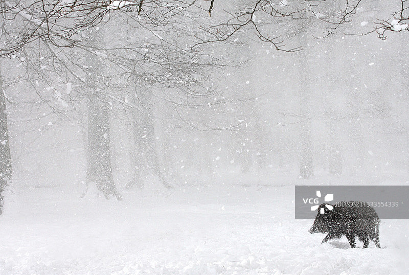 欧亚野猪在雪地森林中（比利时阿登地区）图片素材