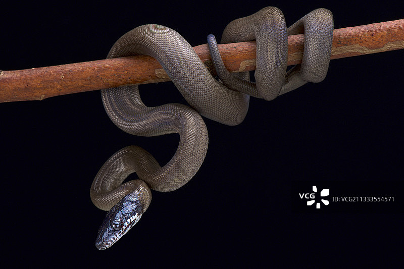 阿尔伯蒂氏蟒蛇，索龙岛，印度尼西亚图片素材