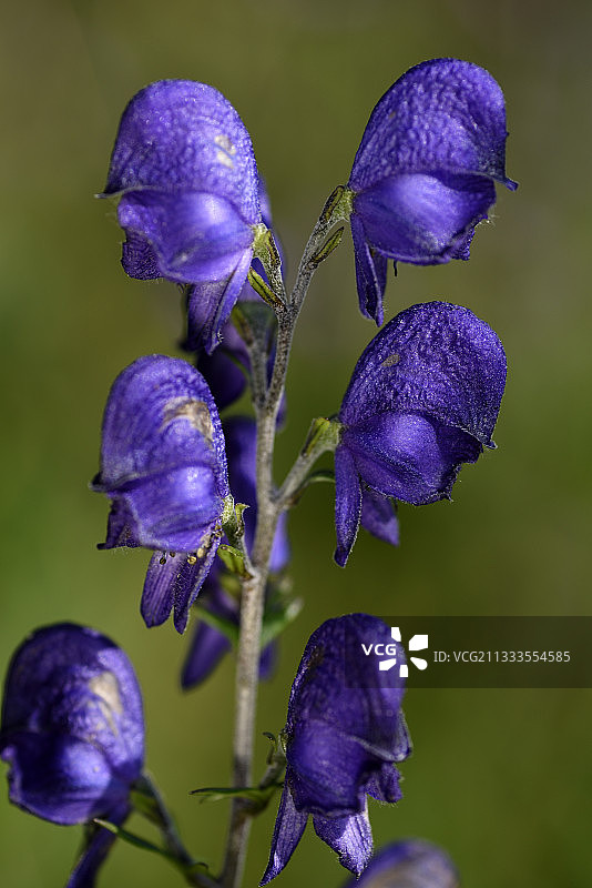乌头花，湿地图片素材