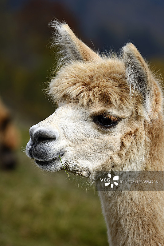 幼年羊驼（Lama pacos），法国孚日山区拉布雷斯拉马斯山的羊驼养殖图片素材