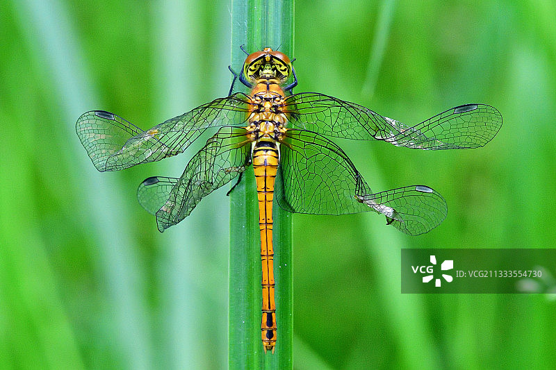 蜻蜓畸形，法国卢瓦尔-谢尔省草原图片素材