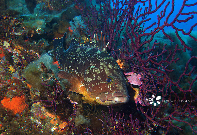 法国阿盖地中海礁石中的暗色石斑鱼图片素材