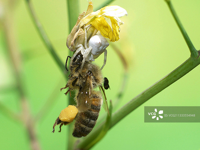 一枝黄花蜘蛛捕获蜜蜂图片素材