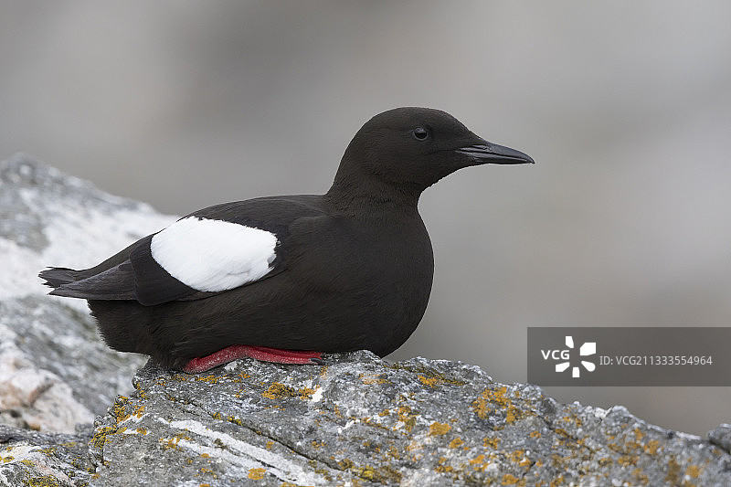 海鸠（Cepphus grylle）栖息在石头上，设得兰群岛图片素材