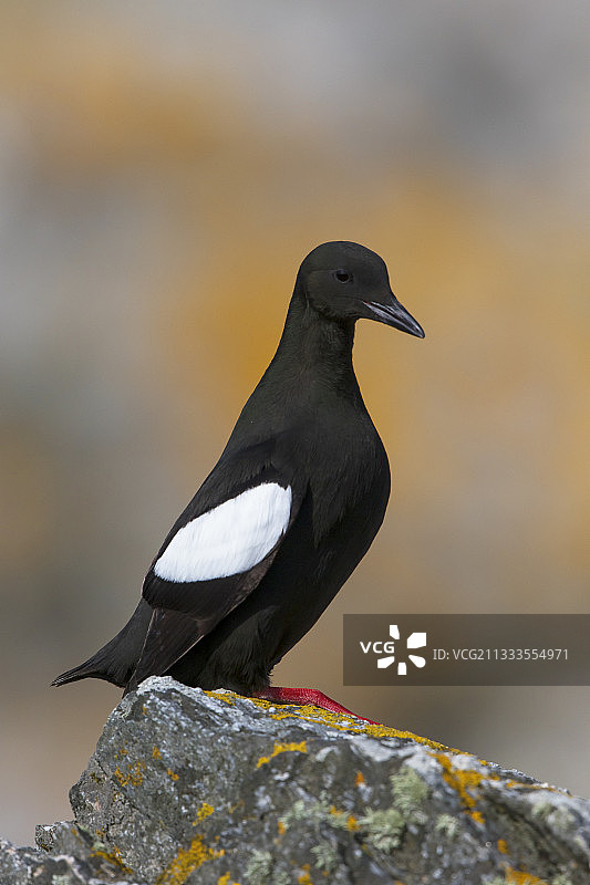 海雀栖息在设得兰群岛的石头上图片素材