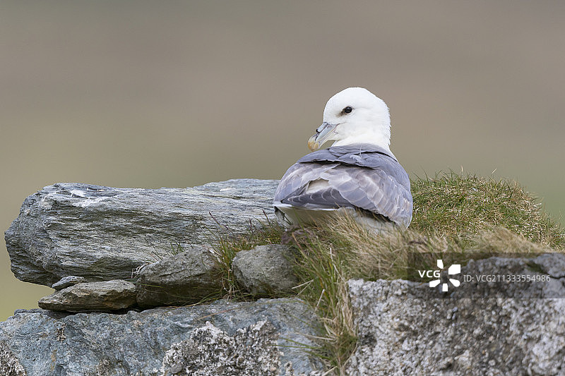 栖息在墙上的海燕，设得兰群岛图片素材