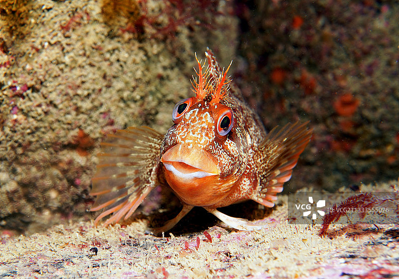 大西洋法国布列塔尼七岛自然保护区花鳍鳚图片素材