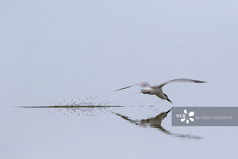 红嘴鸥在法国大西洋沿岸的努瓦尔穆捷岛的塞瓦斯托波尔围垦区水面飞行清洁鸟喙图片素材