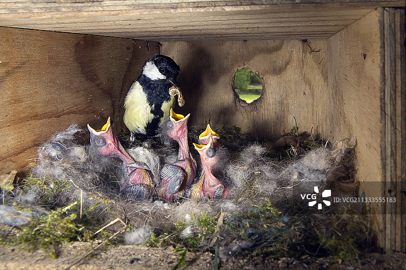 花园里喂雏鸟的成年大山雀图片素材
