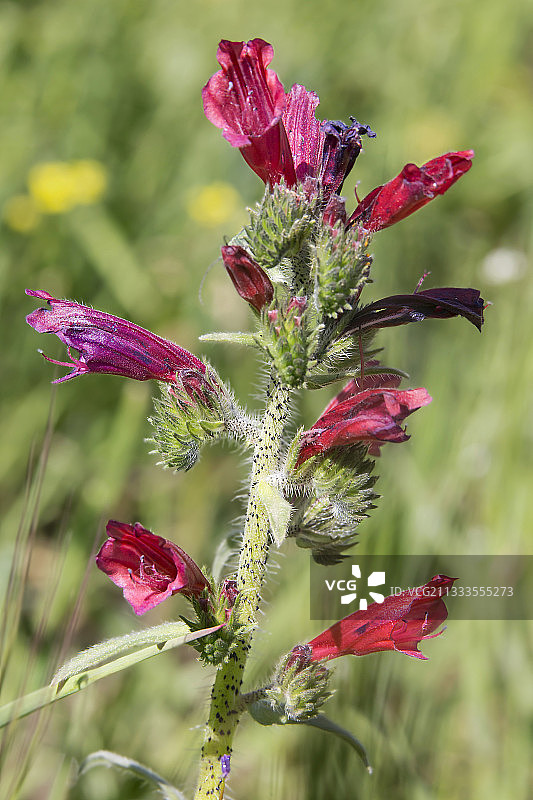 克里特琉璃苣特写，花朵，法国瓦尔省耶尔周边图片素材