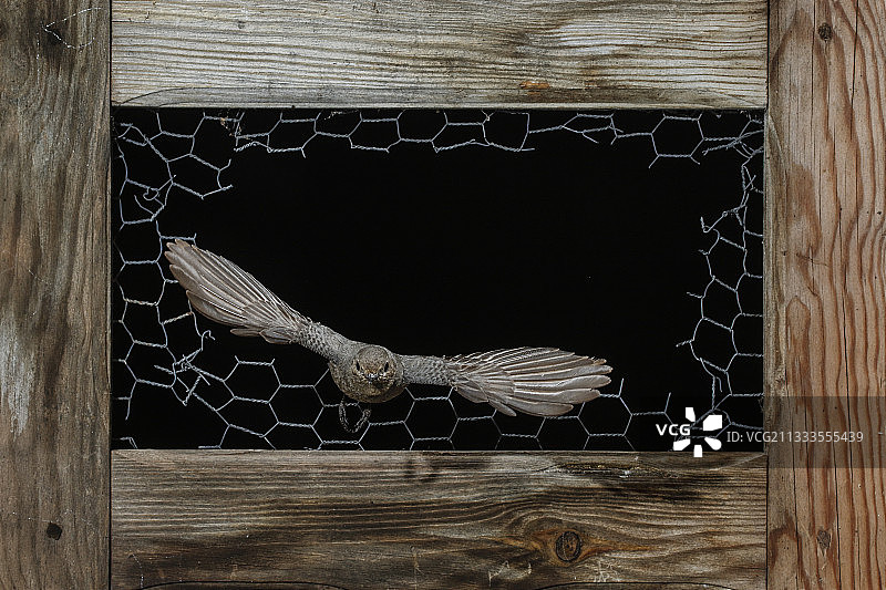红尾鸲飞过破损的栅栏，西班牙图片素材