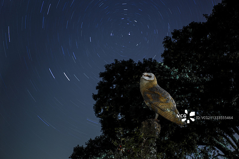 西班牙，正在观察星辰转动的仓鸮图片素材