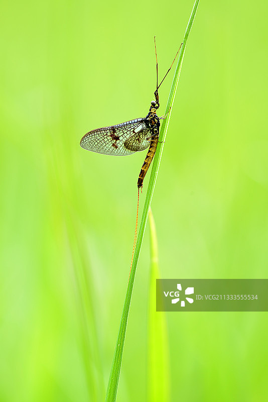 法国草叶上的蜉蝣图片素材