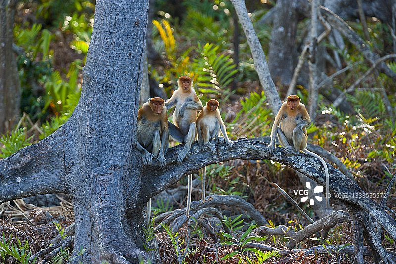 长鼻猴（Nasalis larvatus）在树根上，拉卜克湾，婆罗洲图片素材