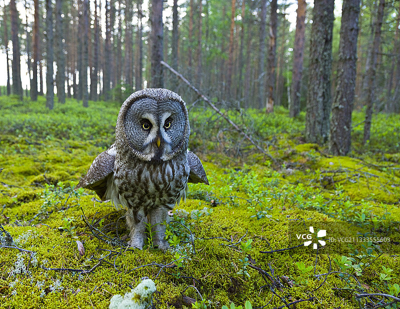 灰林鸮，芬兰图片素材