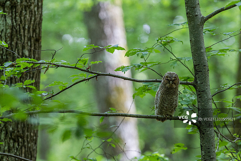 黄褐色猫头鹰(Strix aluco)幼崽刚刚离开它的巢在一个树枝在白天，瑞士日内瓦州。图片素材